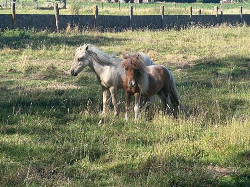 Mini paardjes, Dieren en Toebehoren, Pony's, Hengst