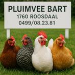 Pluimvee BART 1760 Roosdaal Ruim assortiment 0499/08.23.81, Dieren en Toebehoren, Vrouwelijk, Kip