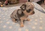 Chihuahua puppy te koop, reutje, België, Fokker | Hobbymatig, Reu, Eén hond