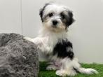 Biewer Yorkshire Terrier pups