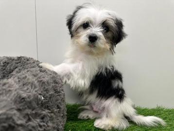 Biewer Yorkshire Terrier pups beschikbaar voor biedingen