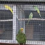 amazone, Dieren en Toebehoren, Vogels | Parkieten en Papegaaien, Meerdere dieren, Papegaai, Geringd