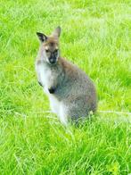 Wallaby vrouwtje - Bennet bruin/grijs, Animaux & Accessoires, Animaux Autre, Femelle