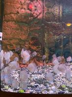 Discusvissen + Engelvis, Ophalen of Verzenden, Zo goed als nieuw