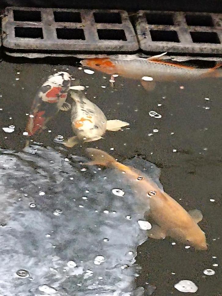 Koi's te koop mogen ook per stuk zie omschrijving, Dieren en Toebehoren, Vissen | Vijvervissen