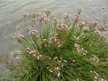Zwanebloem beschikbaar voor biedingen
