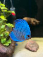 7 Discussen te koop, Dieren en Toebehoren