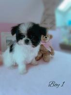 Prachtige Malchi reutjes, Dieren en Toebehoren, Honden | Chihuahua's en Gezelschapshonden, België, CDV (hondenziekte), 8 tot 15 weken