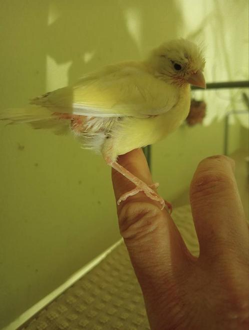 Jonge kanarietjes voor goede thuis, Dieren en Toebehoren, Vogels | Kanaries