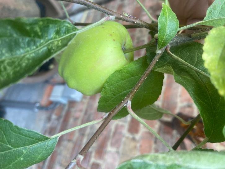 Appelboom, Tuin en Terras, Planten | Fruitbomen, Appelboom, In pot, Ophalen