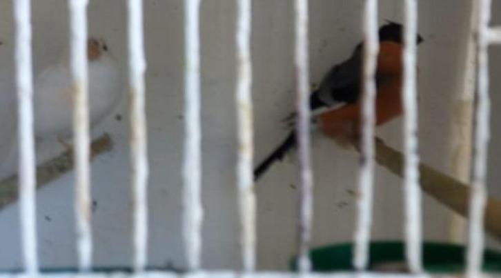 goudvinken, Dieren en Toebehoren, Vogels | Overige Vogels, Wildzangvogel, Vrouwelijk, Geringd