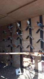 Meerdere postduiven te koop voor 6 euro per koppel, Animaux & Accessoires, Oiseaux | Pigeons, Plusieurs animaux, Pigeon voyageur