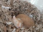 2 mannelijke gerbils te koop, Mannelijk, Overige typen, Tam