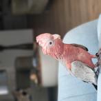 Rosé kaketoe super tam, Dieren en Toebehoren, Vogels | Parkieten en Papegaaien, Geslacht onbekend, Papegaai, Tam