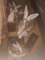 Duitse reuzen, Dieren en Toebehoren, Konijnen, Geslacht onbekend, Groot