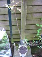 Rosier, Overige soorten, Minder dan 100 cm, Zomer, Ophalen