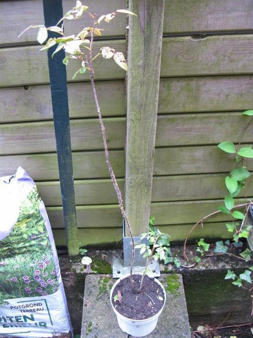 Rosier, Tuin en Terras, Planten | Bomen, Overige soorten, Minder dan 100 cm, Volle zon, Zomer, In pot, Ophalen