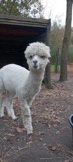 Alpaca hengst, Dieren en Toebehoren, Overige Dieren, Juni, Mannelijk