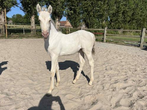 Amber cream champagne dun AQHA merrie, Dieren en Toebehoren, Paarden, Merrie, Minder dan 160 cm, 0 tot 2 jaar, Met stamboom, Gechipt