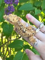 Wimpergekko Super Dalmatian 0.1 vrouw