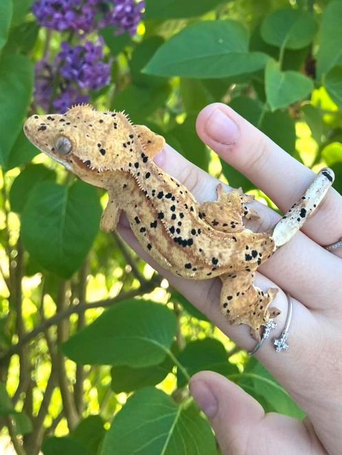 Wimpergekko Super Dalmatian 0.1 vrouw, Dieren en Toebehoren, Reptielen en Amfibieën