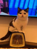 Britse korthaarkatjes — Cattery Al Samarrai, Brussel, Kater, Met stamboom, 3 tot 5 jaar