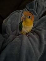 Roestkop caique mannetje, Mâle, Perroquet, Domestique