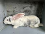 Jonge Ram -  Reus, Mannelijk, Groot, 0 tot 2 jaar