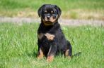 Rottweiler pups te koop, Dieren en Toebehoren, Honden | Bulldogs, Pinschers en Molossers, België, CDV (hondenziekte), 8 tot 15 weken