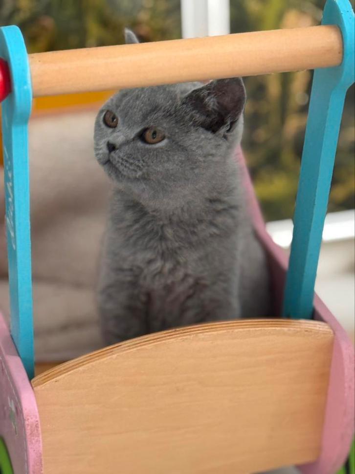 Brits korthaar, Dieren en Toebehoren, Katten en Kittens | Raskatten | Korthaar, Gechipt