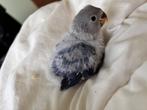 Handtamme Agapornis (donkerblauw), Geslacht onbekend, Dwergpapegaai of Agapornis, Geringd
