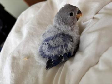 Handtamme Agapornis (donkerblauw) beschikbaar voor biedingen