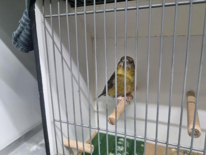 Gewone Kruisbek, Dieren en Toebehoren, Vogels | Kanaries