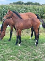 Hengsten veulen, Dieren en Toebehoren, Paarden, Hengst, Niet van toepassing, Dressuurpaard, 0 tot 2 jaar