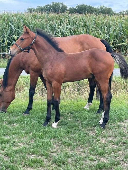 Hengsten veulen, Dieren en Toebehoren, Paarden, Hengst, Niet van toepassing, 0 tot 2 jaar, Dressuurpaard