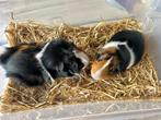 2 lieve mannetjes van 1,5 jaar oud zoeken nieuw huisje, Dieren en Toebehoren, Knaagdieren, December, Mannelijk, Cavia