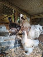 1 haan, 5 grote kuikens en 1 hen - mooie zijdehoenders, Dieren en Toebehoren, Pluimvee, Kip