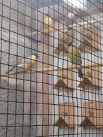 Goudvinken, Enlèvement