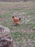 3 hanen, Dieren en Toebehoren, Pluimvee, Mannelijk, Kip