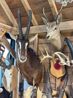 Taxdermie dieren en gewei lusters, Enlèvement