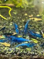 Blue velvet garnalen, Kreeft, Krab of Garnaal, Zoetwatervis, Schoolvis