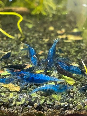 Blue velvet garnalen beschikbaar voor biedingen