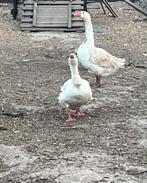 Ganzen, Dieren en Toebehoren, Pluimvee, Gans of Zwaan