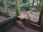 2 mannen virginische boomkwartel, Dieren en Toebehoren, Pluimvee