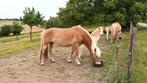 5 jarige fokmerrie haflinger, Dieren en Toebehoren, Merrie, Minder dan 160 cm, Gechipt, Zadelmak