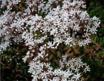 24 Sedum album, witte muurpeper p9 beschikbaar voor biedingen