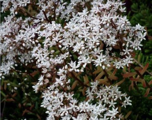 24 Sedum album, witte muurpeper p9, Tuin en Terras, Planten | Tuinplanten, Vaste plant, Bodembedekkers, Volle zon, Zomer, Ophalen