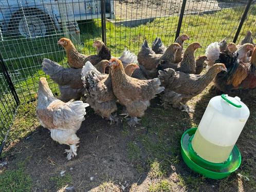 Prachtige brahmas, Dieren en Toebehoren, Pluimvee
