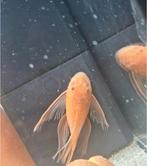 Super red longfin vrouwtjes gezocht, Dieren en Toebehoren, Vissen | Aquariumvissen, Vis, Zoetwatervis, Schoolvis