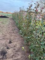 Photinia 150/175, Tuin en Terras, Planten | Struiken en Hagen, Ophalen